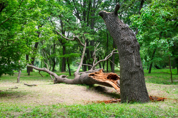 Best Emergency Tree Removal  in Kitty Hawk, NC