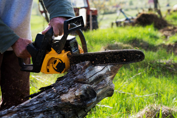 How Our Tree Care Process Works  in  Kitty Hawk, NC